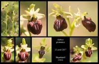 Ophrys-grammica
